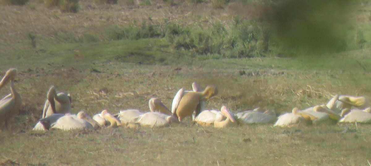 Great White Pelican - ML493231081