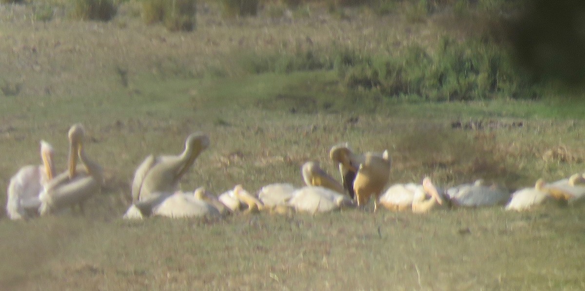 Great White Pelican - ML493231091