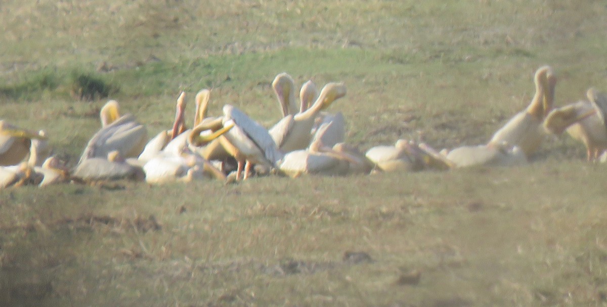 Great White Pelican - ML493231101