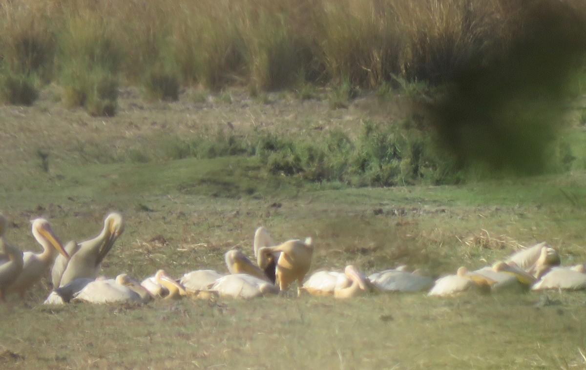 Great White Pelican - ML493231111