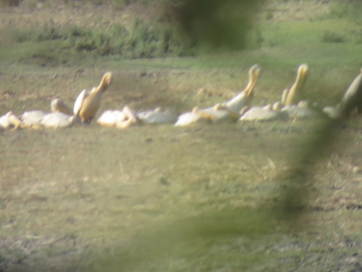 Great White Pelican - ML493231121