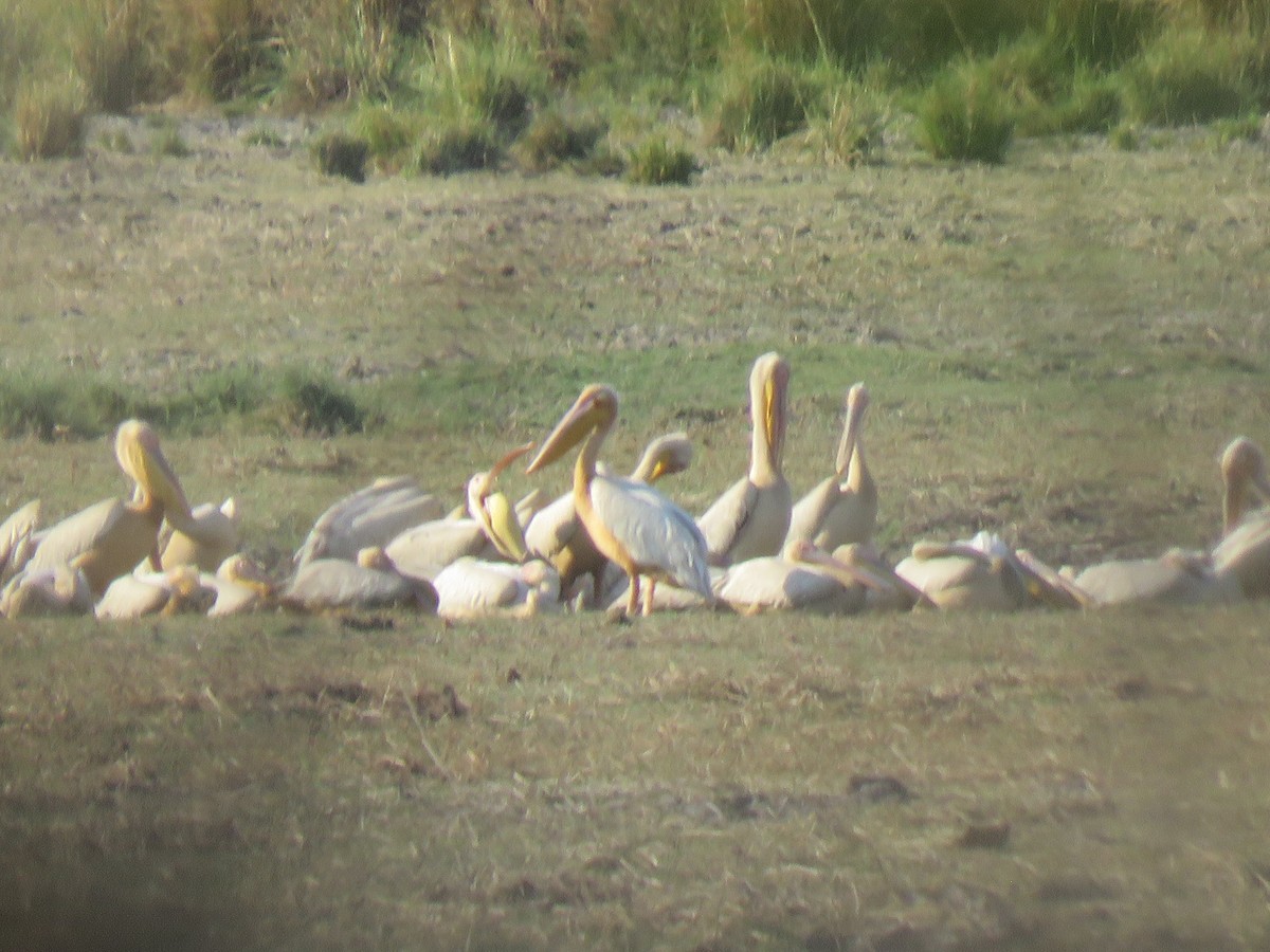 Great White Pelican - ML493231131