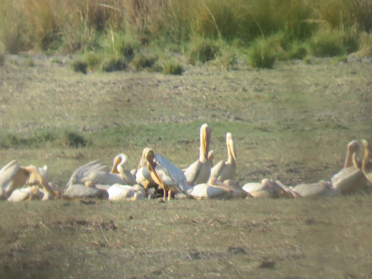 Great White Pelican - ML493231141