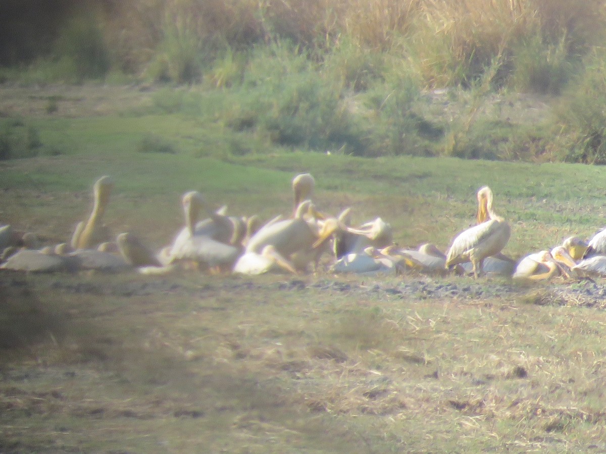 Great White Pelican - ML493231151
