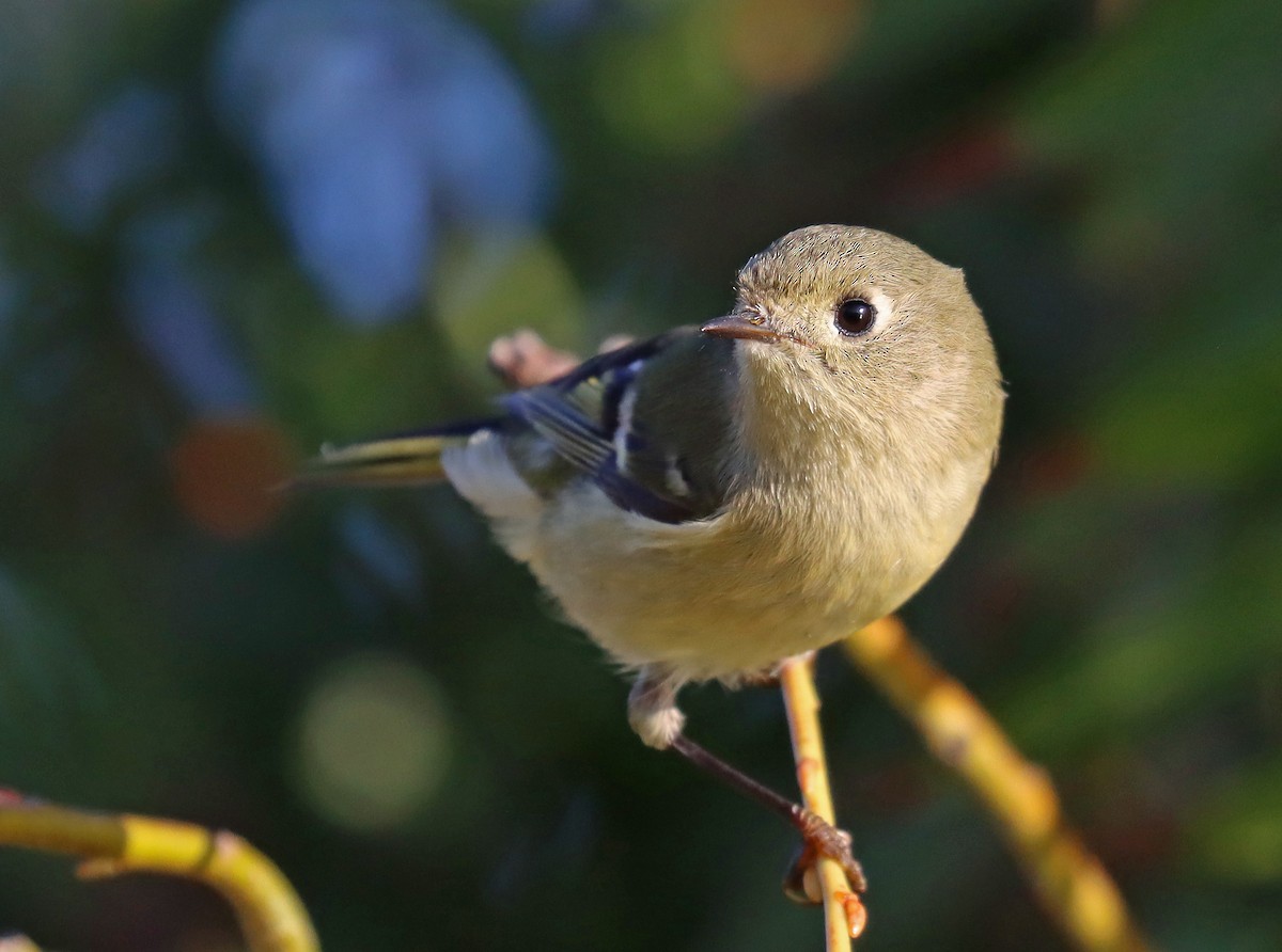Ruby-crowned Kinglet - ML493231171