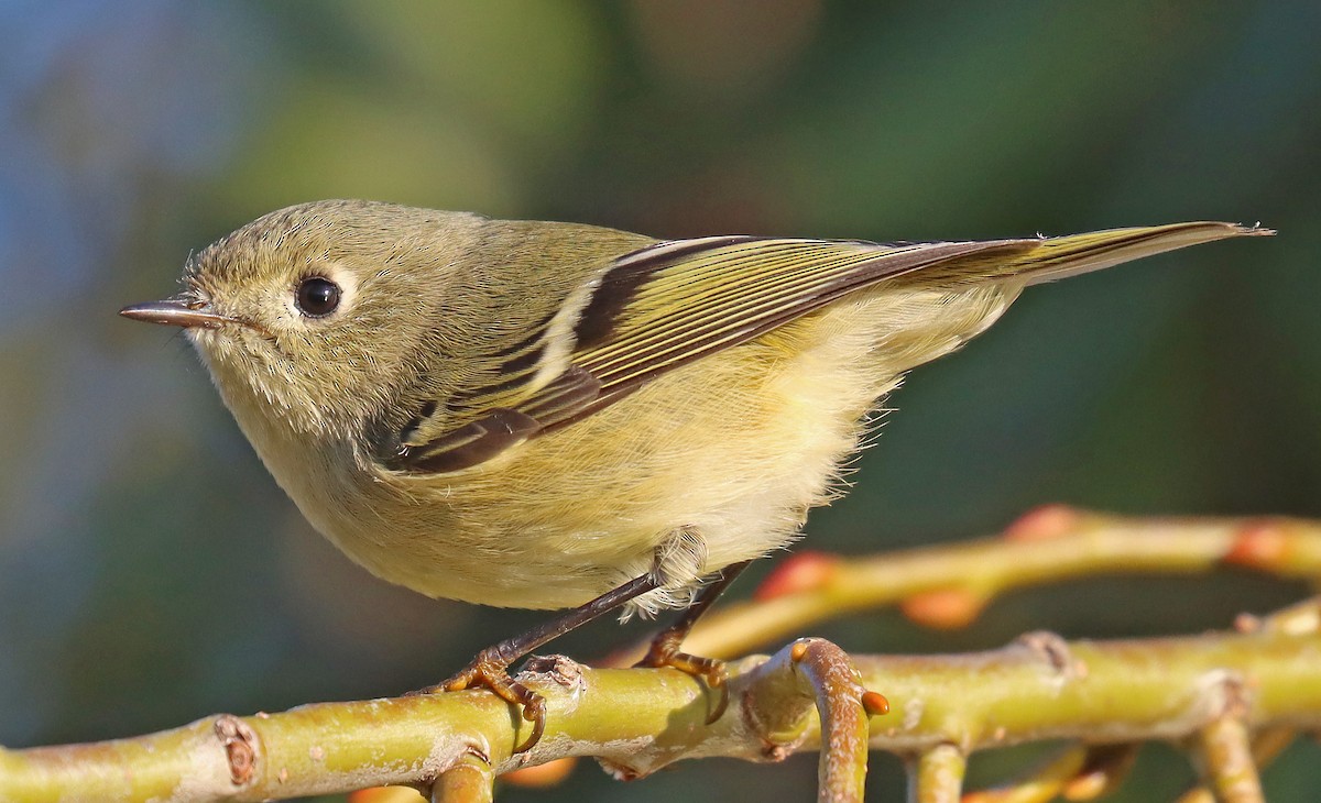 Ruby-crowned Kinglet - ML493231181