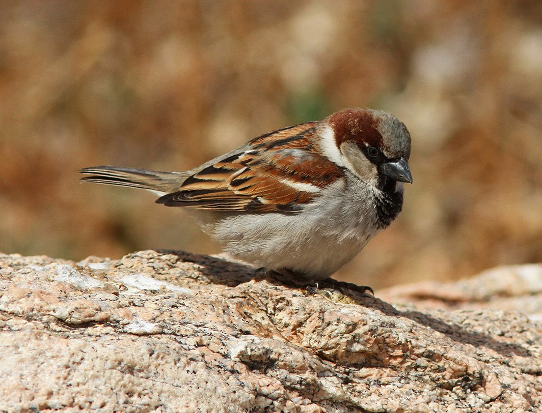 House Sparrow - ML49323191