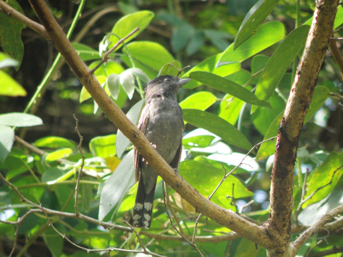 Anambé Aliblanco - ML493232491