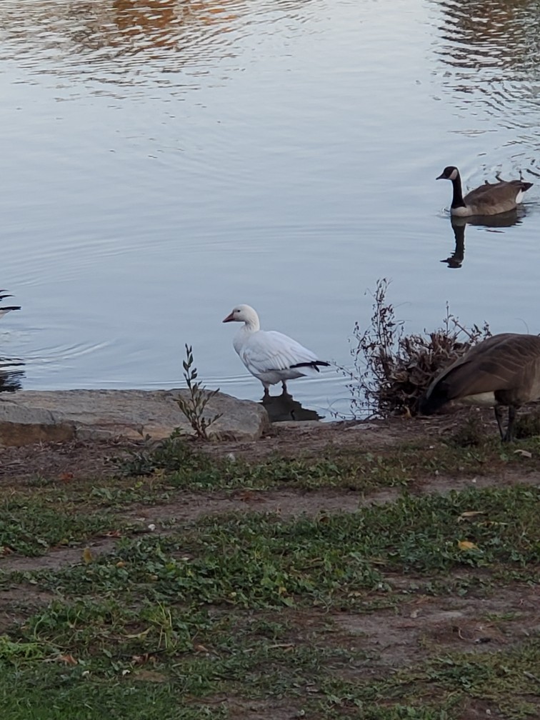 Snow Goose - ML493232661