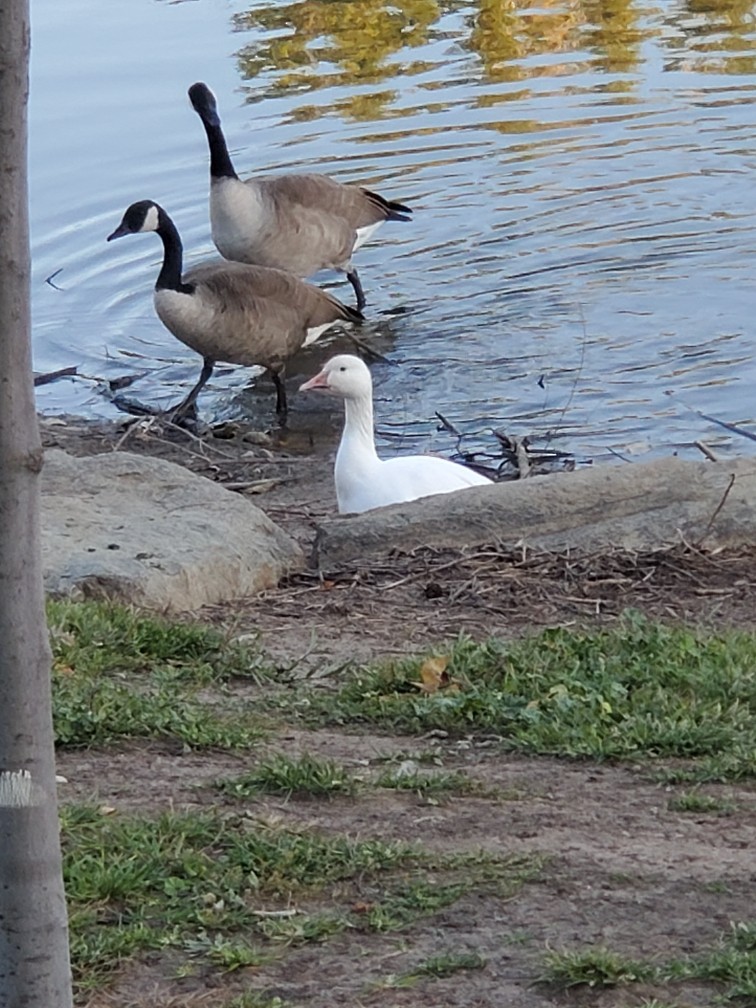 Snow Goose - ML493232971