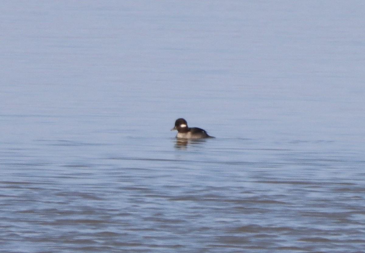 Bufflehead - ML493233411