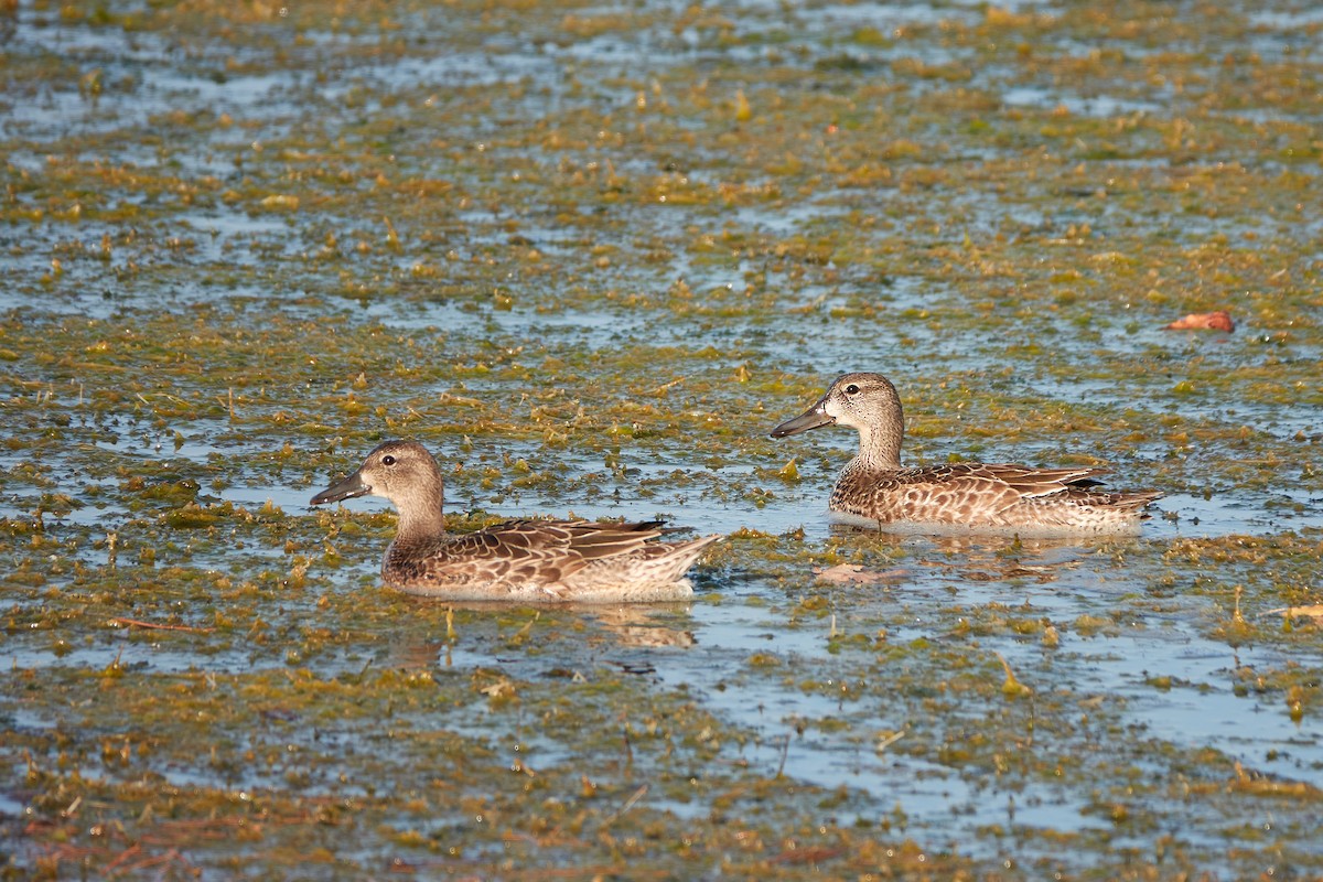 Blue-winged Teal - ML493234211