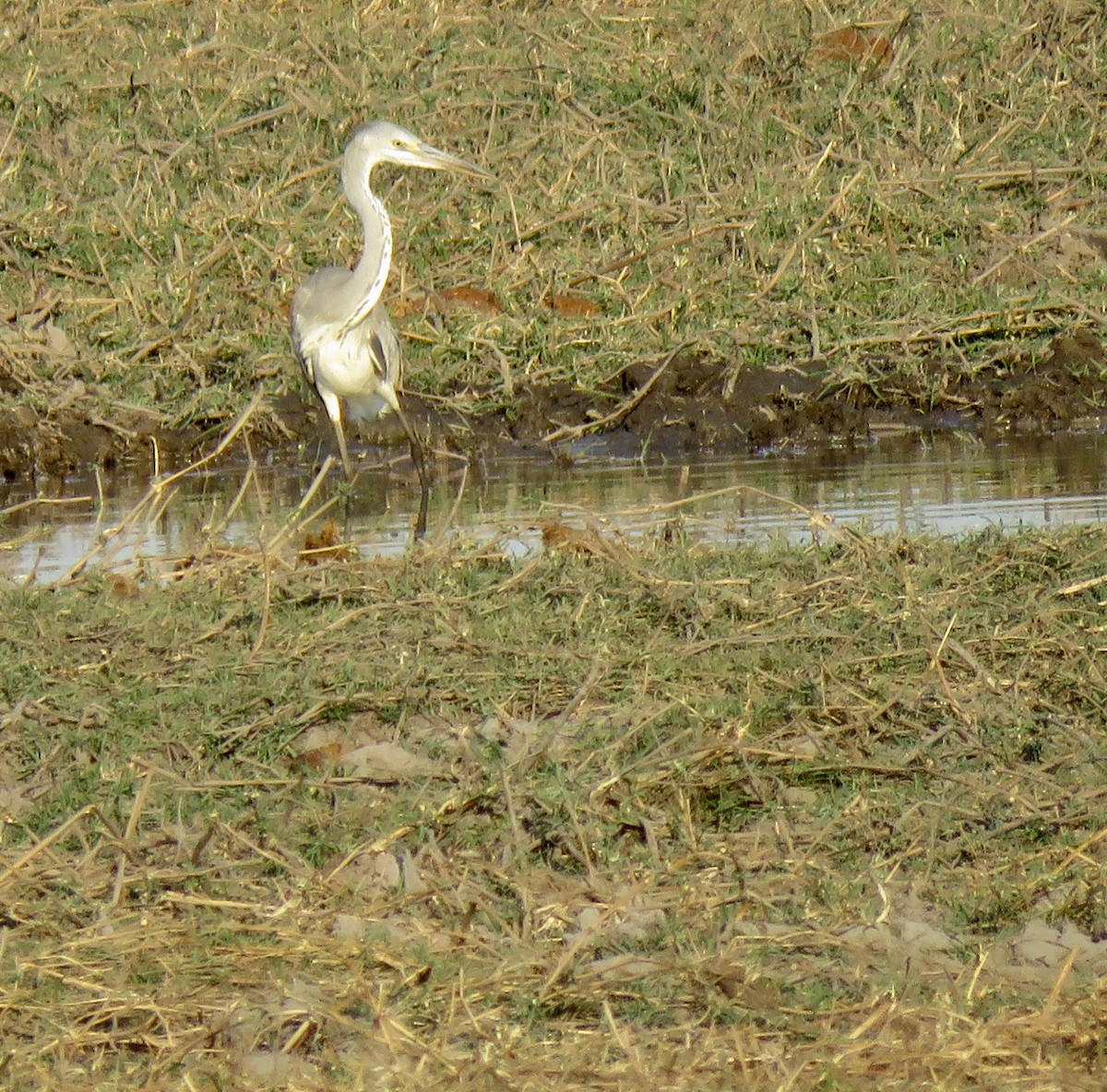 Gray Heron - ML493234391