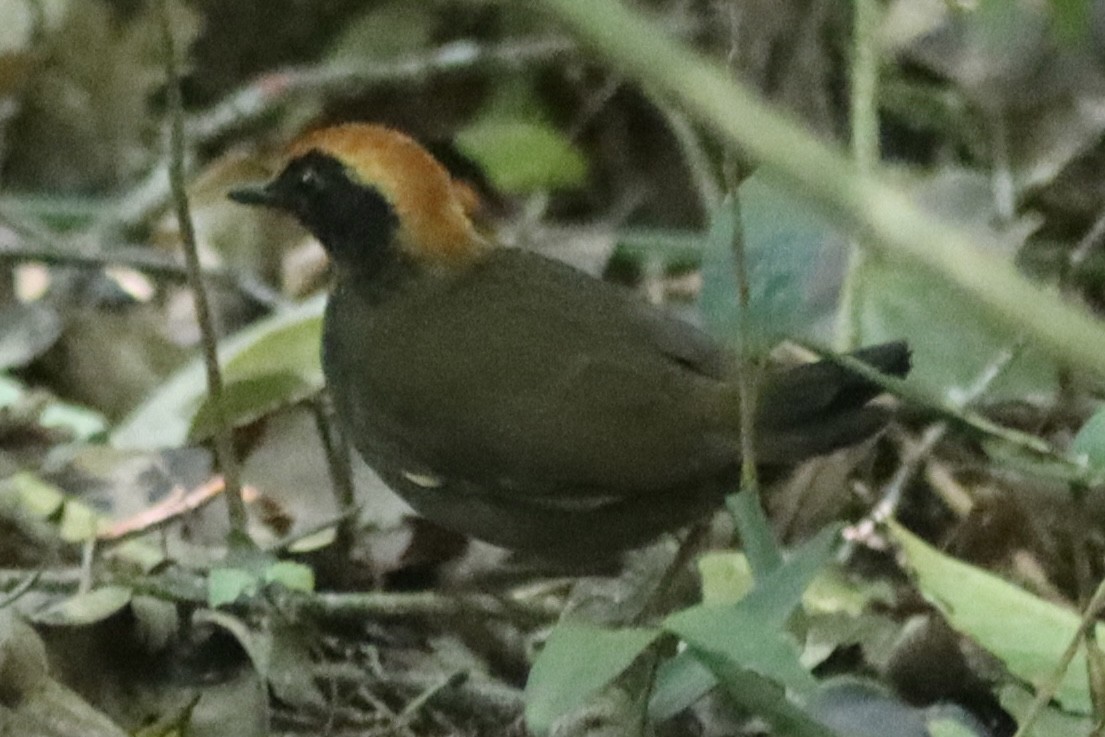 Rufous-capped Antthrush - ML493234681