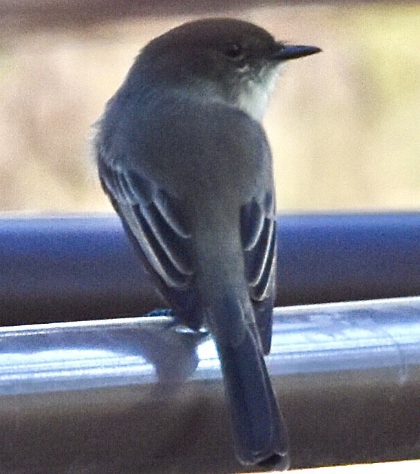 Eastern Phoebe - ML493235011