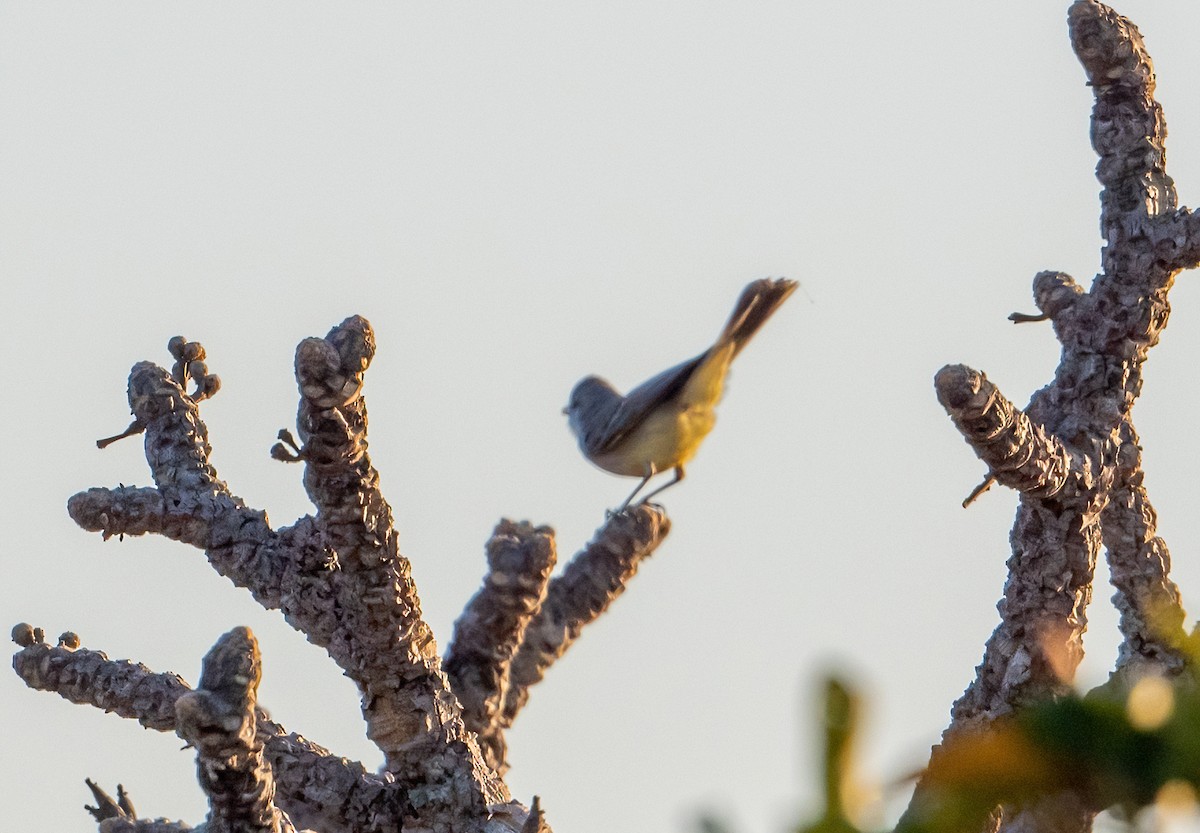 Chapada Flycatcher - Linda Sullivan