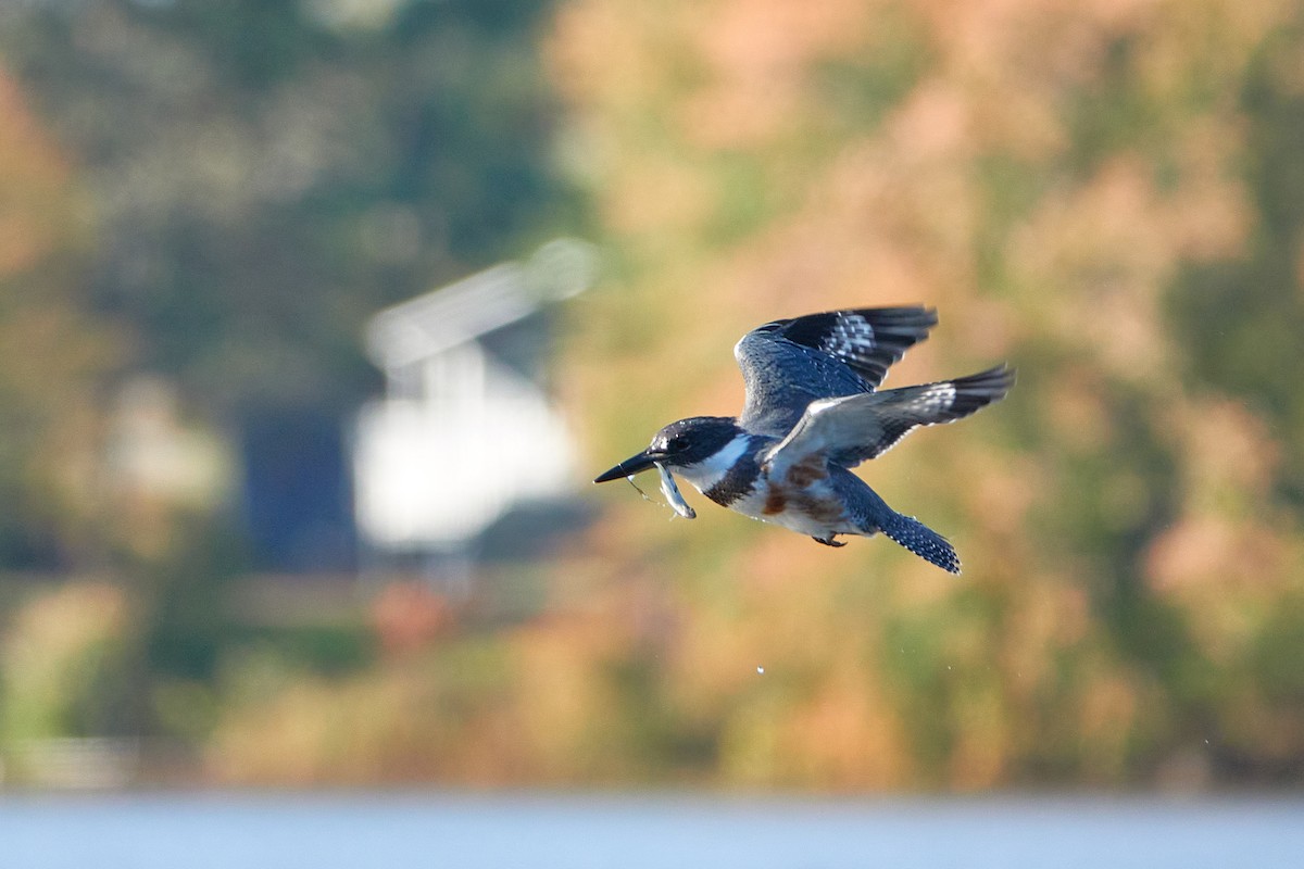 Belted Kingfisher - ML493236401