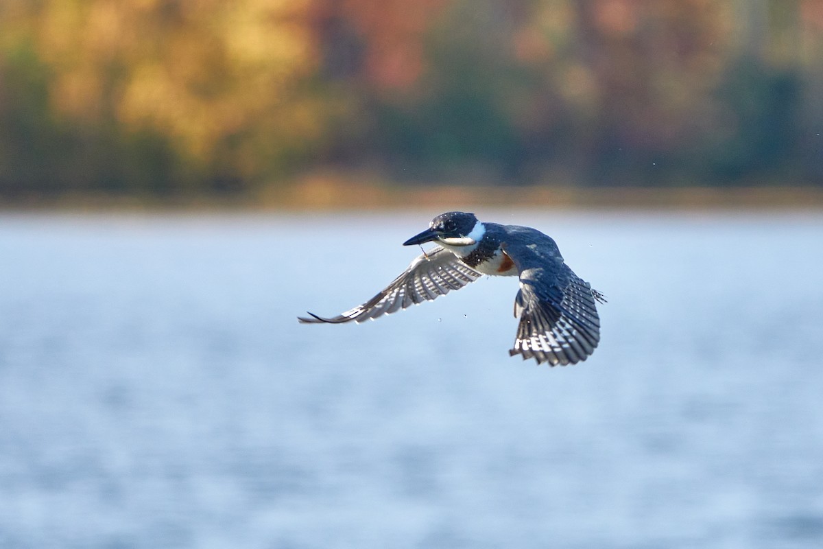 Belted Kingfisher - ML493236411