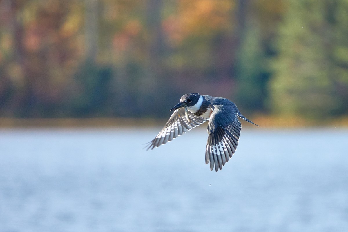 Belted Kingfisher - ML493236421