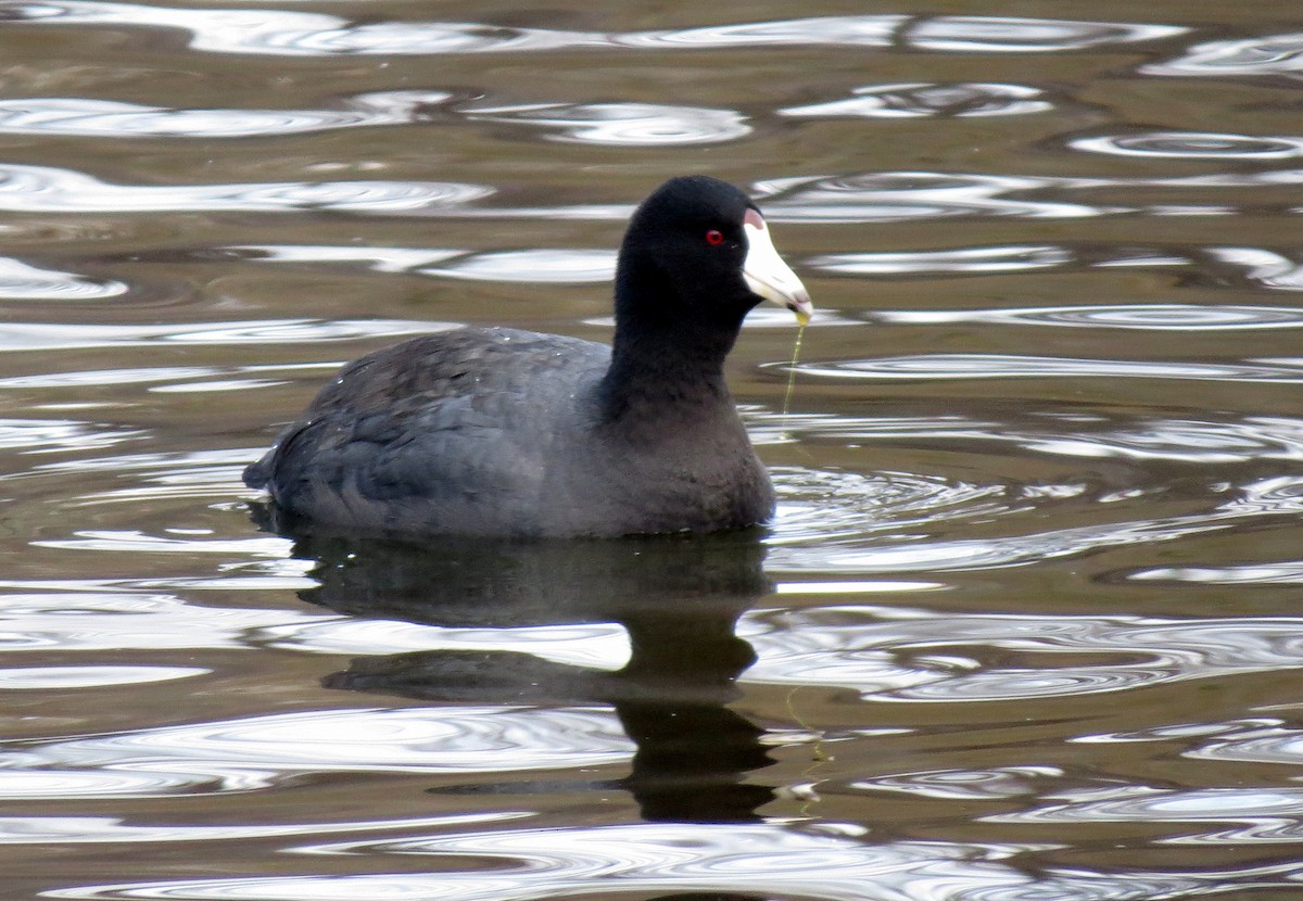 American Coot - ML49323661