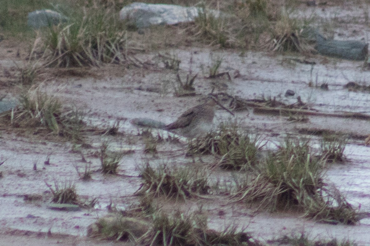 Short-billed Dowitcher - ML493237751