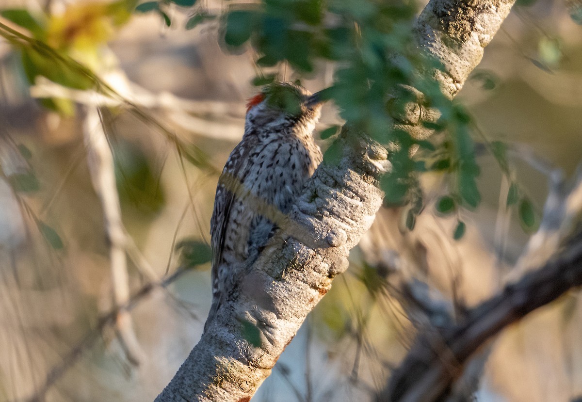 Checkered Woodpecker - Linda Sullivan
