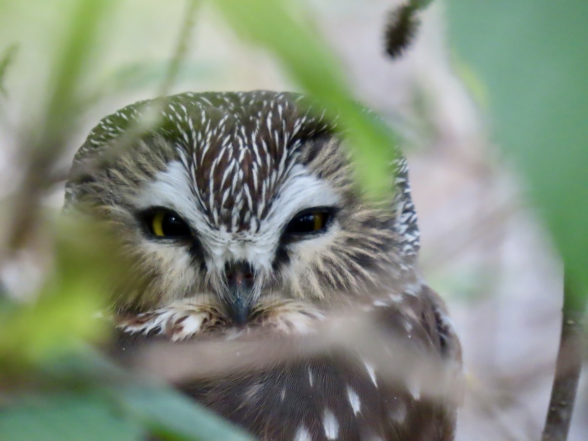 Northern Saw-whet Owl - ML493238301