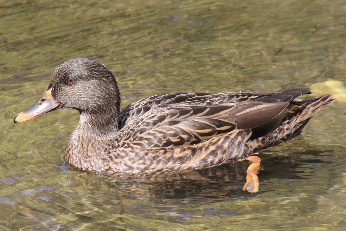 Mallard (Domestic type) - ML493239421