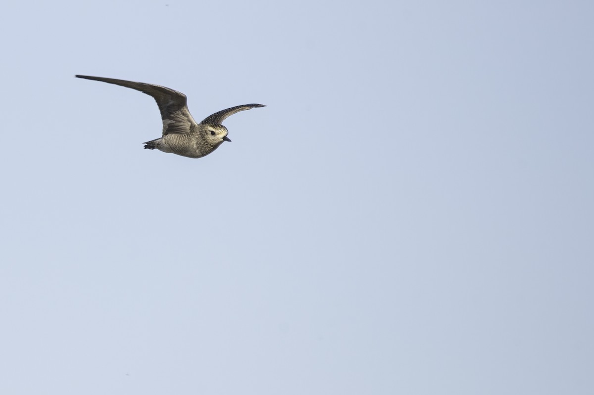 American Golden-Plover - ML493240031