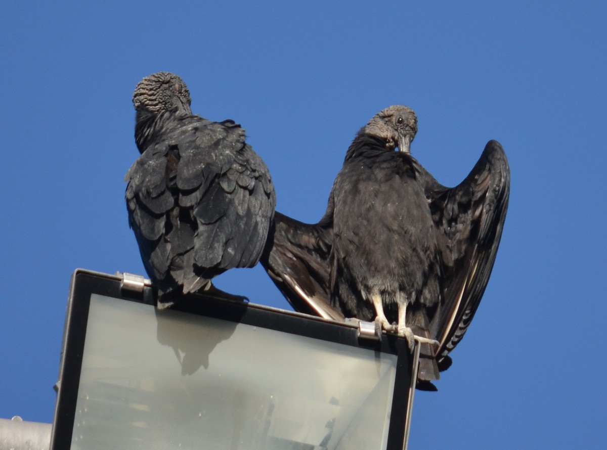 Black Vulture - Leonardo Duque