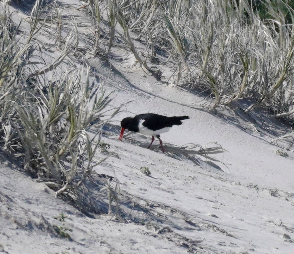 Pied Oystercatcher - Sarah Foote