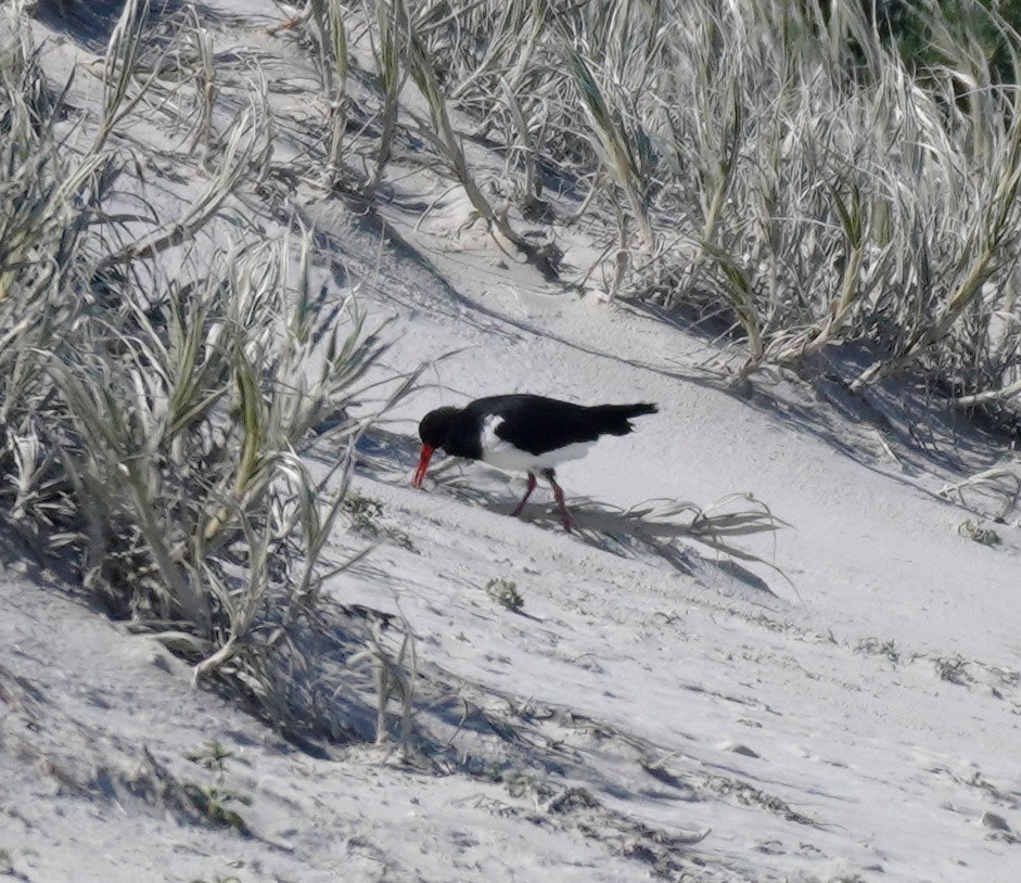 Pied Oystercatcher - ML493240671