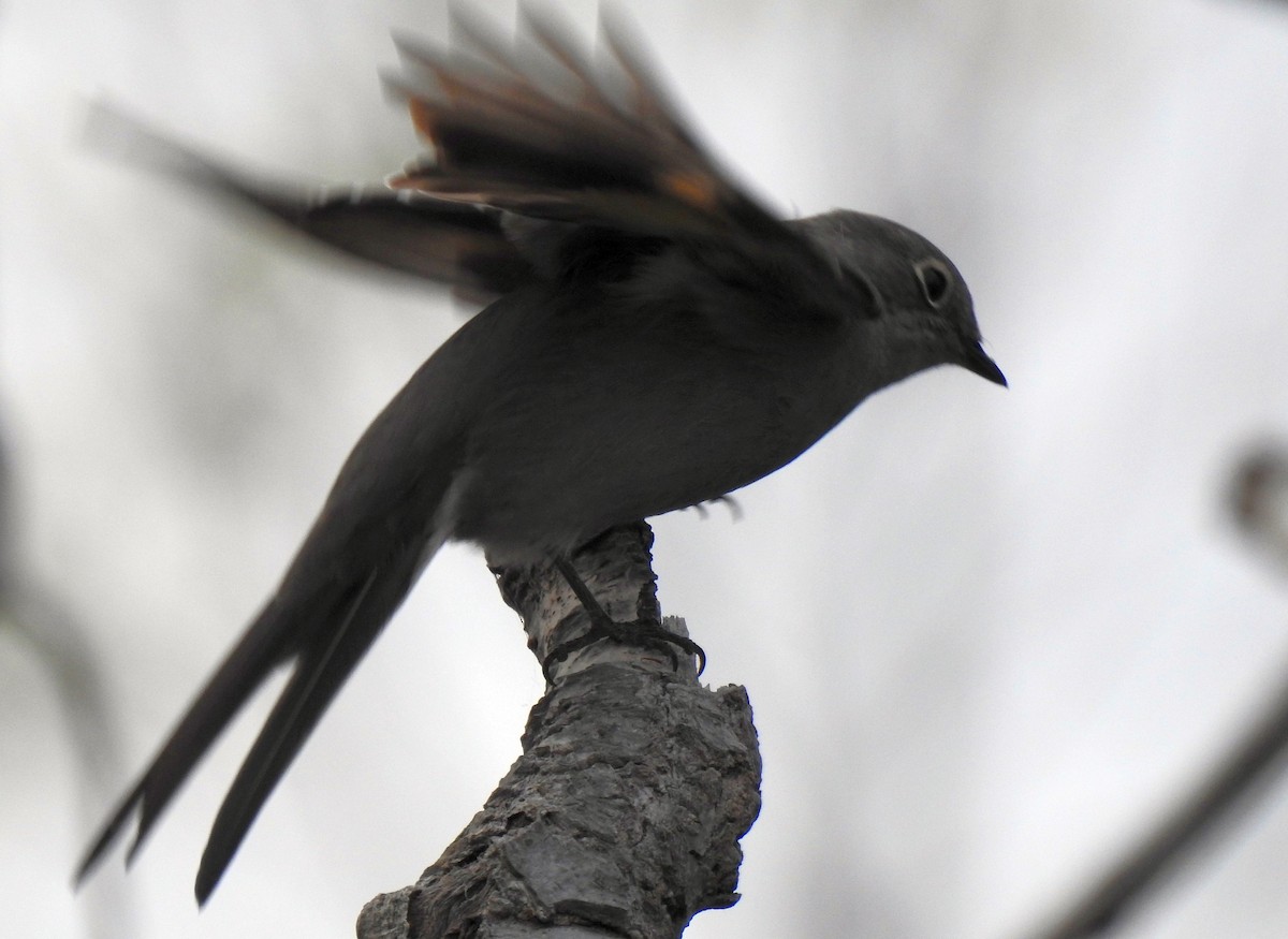 Townsend's Solitaire - Cynthia Norris