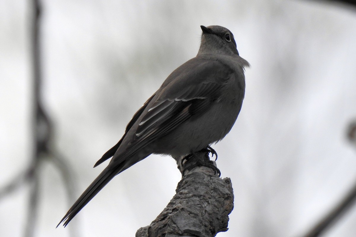 Townsend's Solitaire - Cynthia Norris