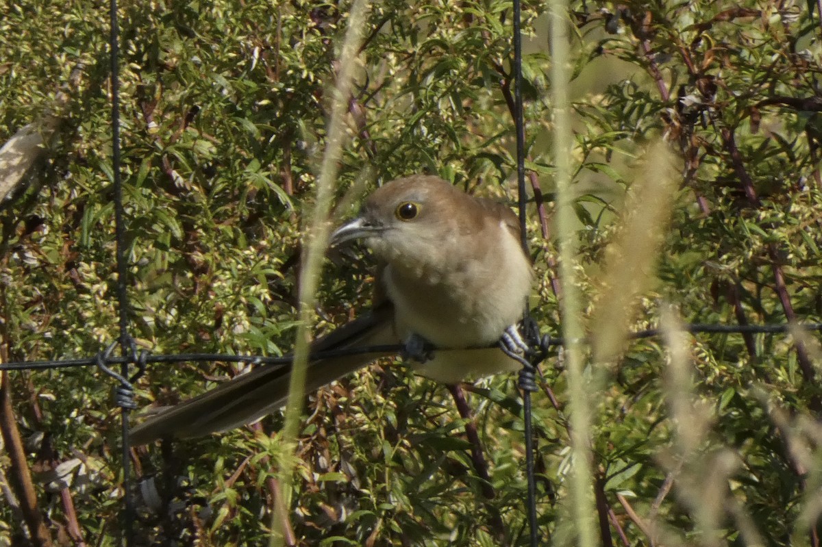 Black-billed Cuckoo - ML493241141