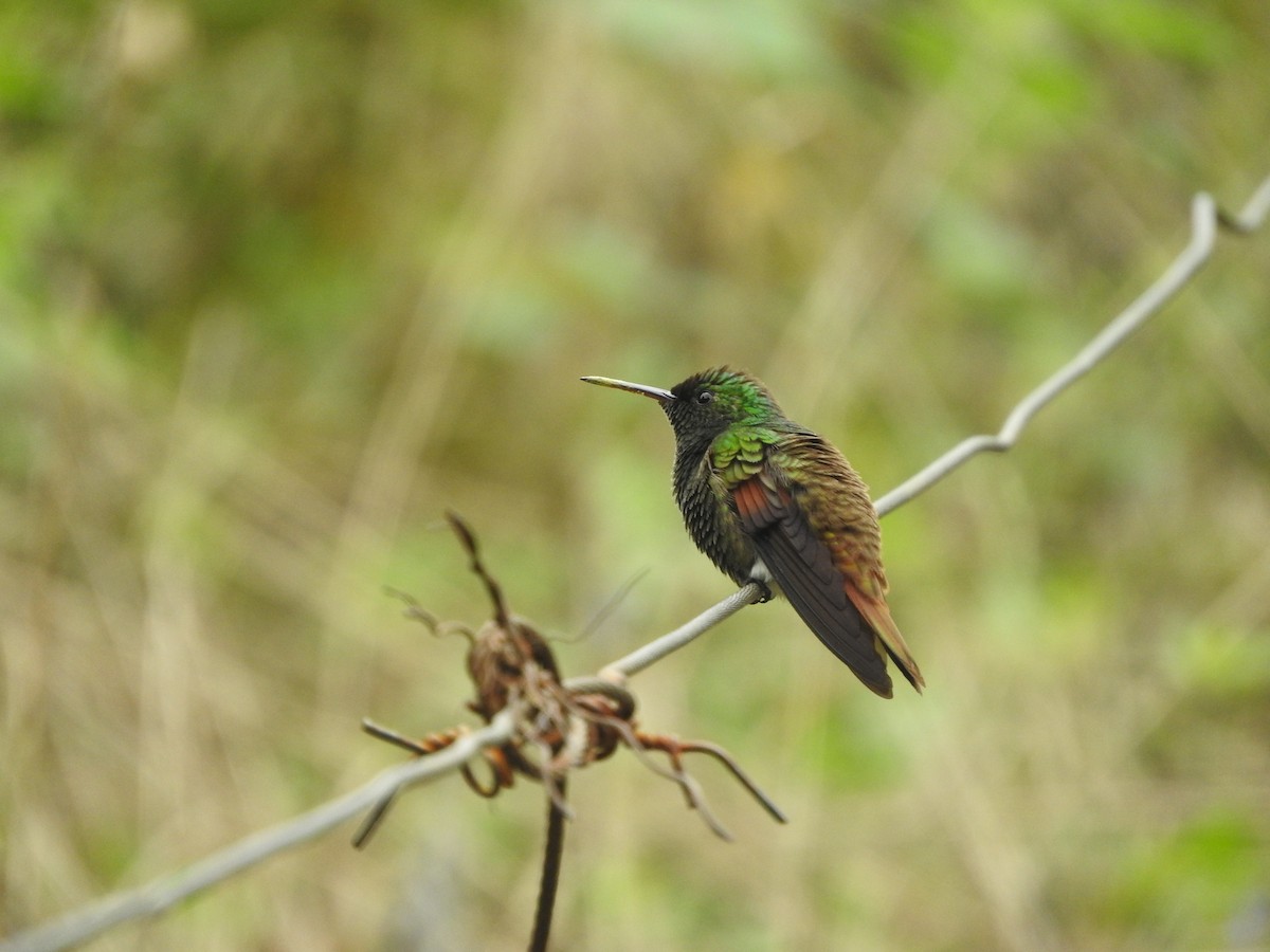 kolibřík mexický - ML493241681