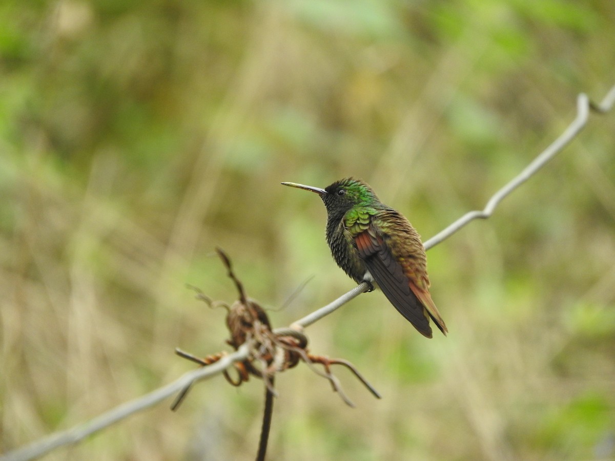 Berylline Hummingbird - Jessica Thompson