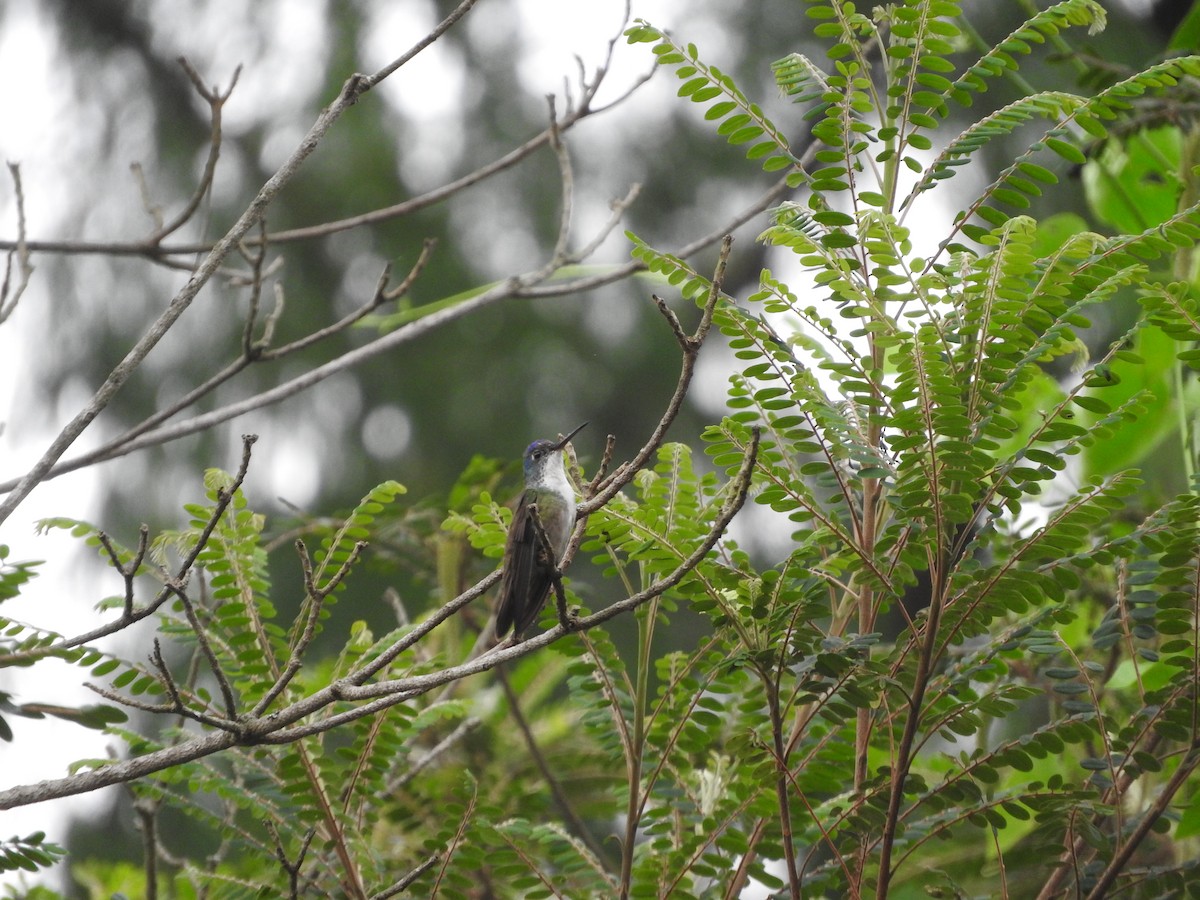 Azure-crowned Hummingbird - Jessica Thompson