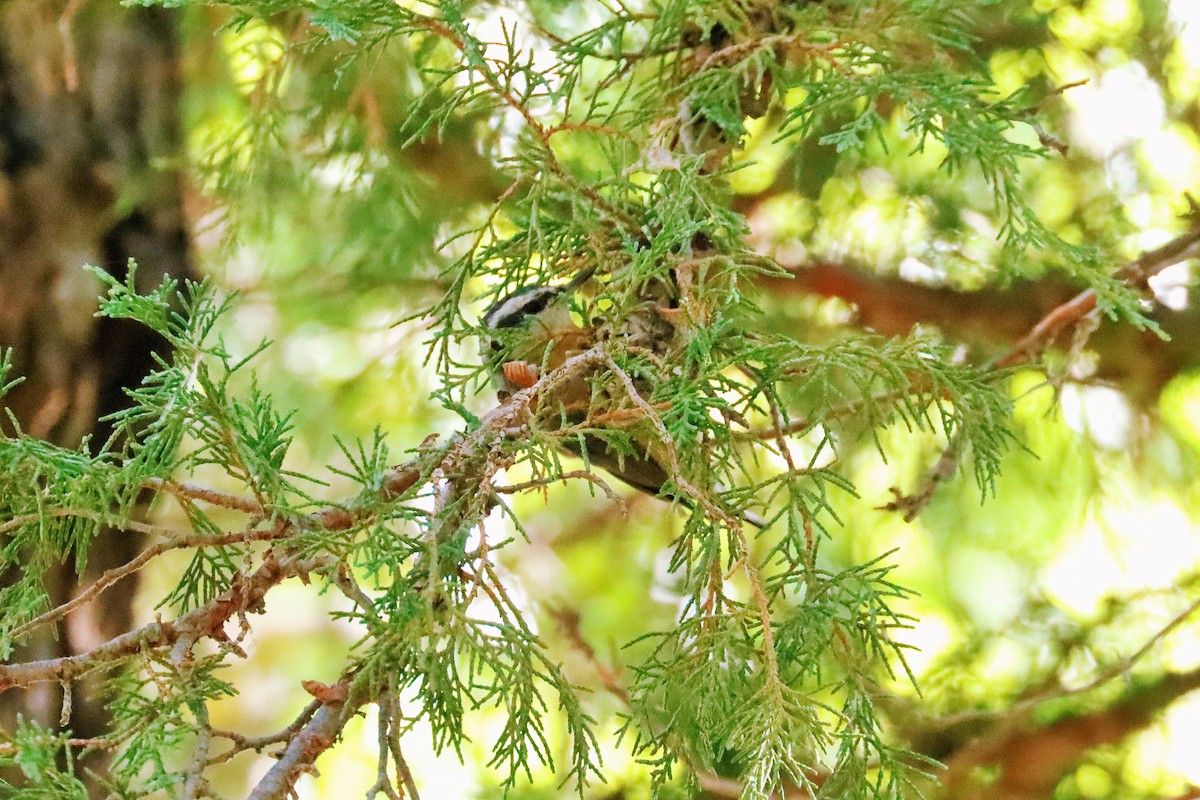Red-breasted Nuthatch - ML493242671