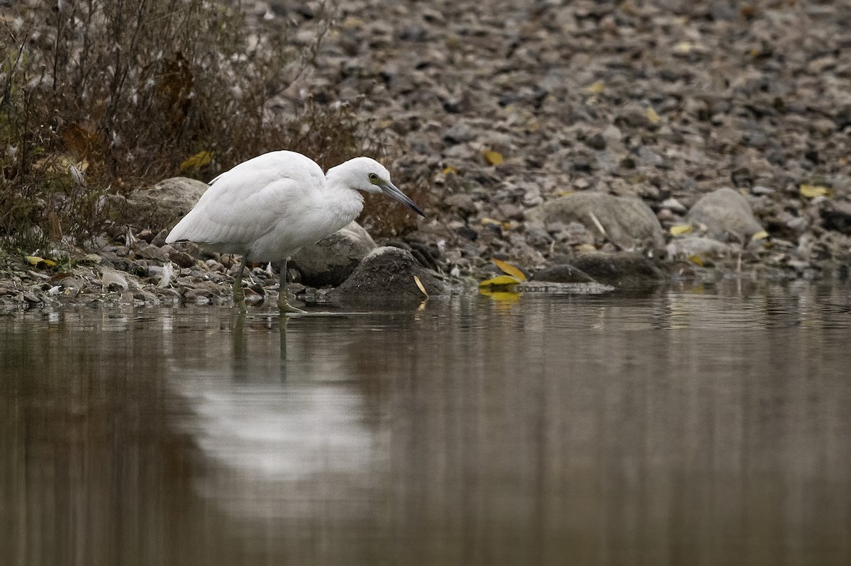 Little Blue Heron - ML493243681