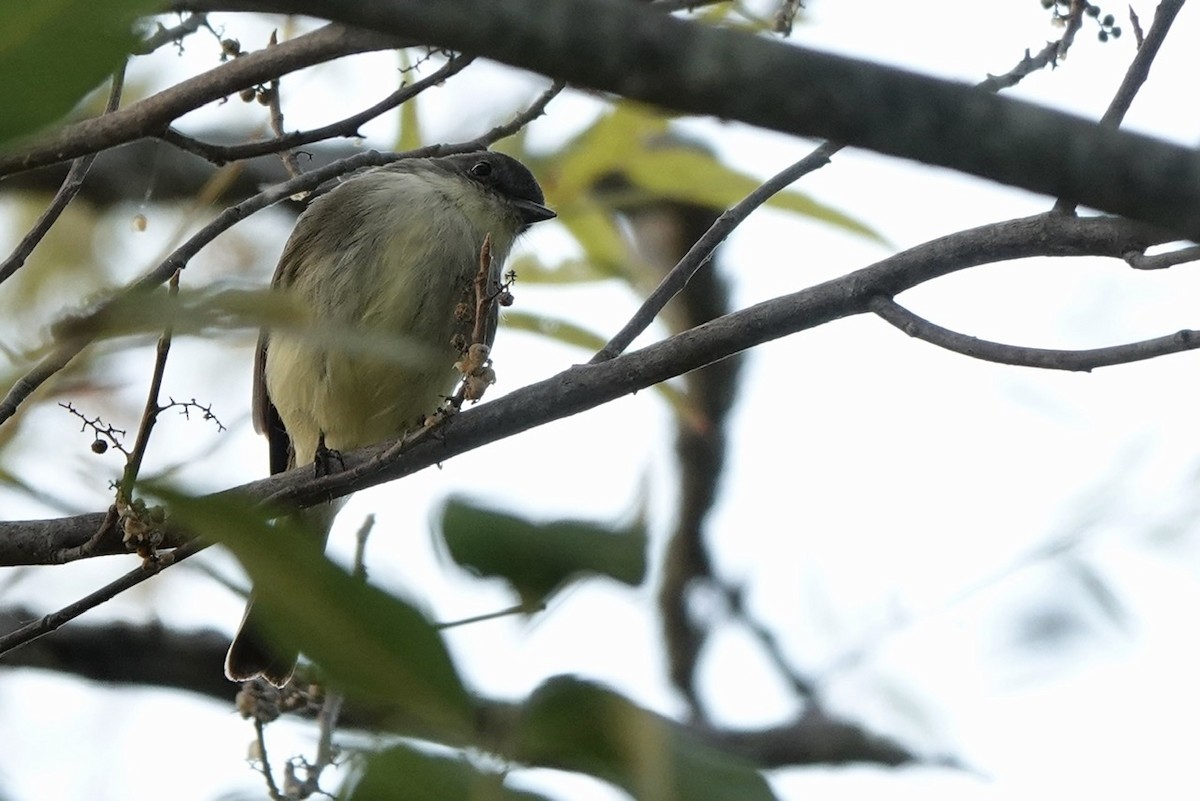 Eastern Phoebe - ML493244221