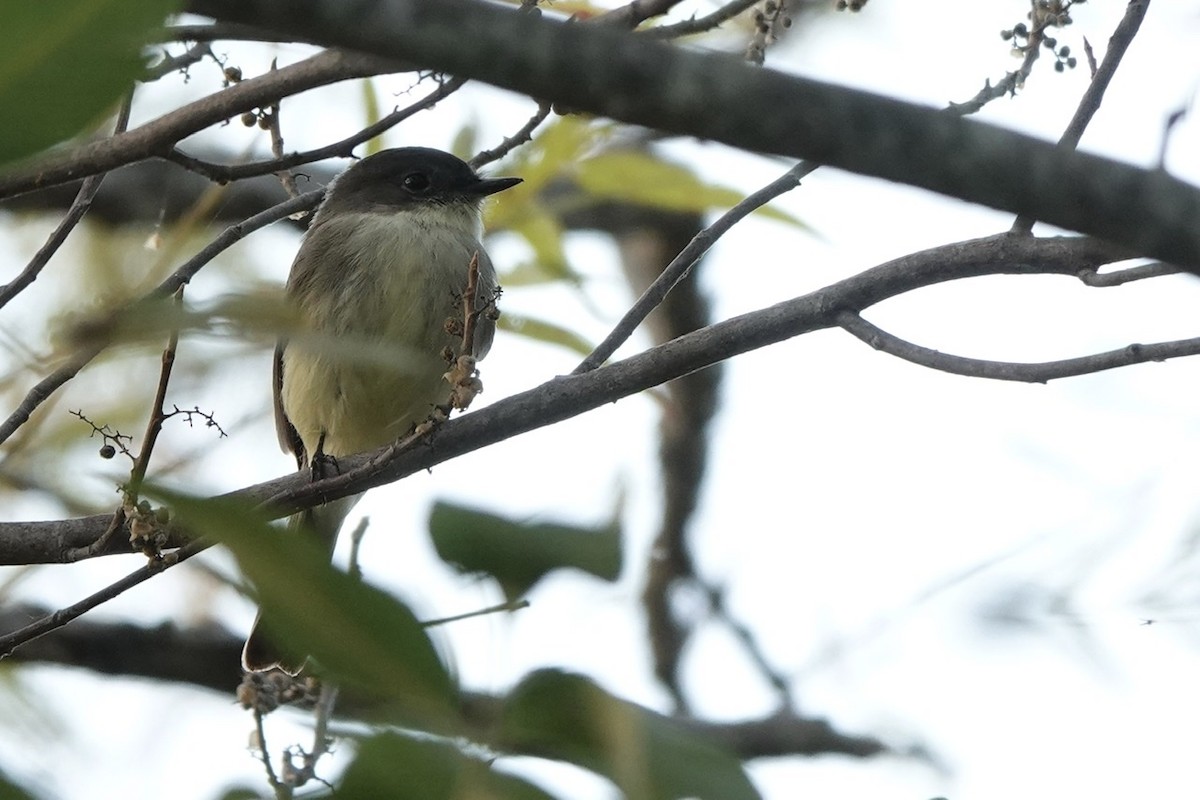 Eastern Phoebe - ML493244231
