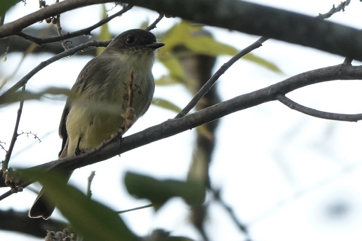 Eastern Phoebe - ML493244241