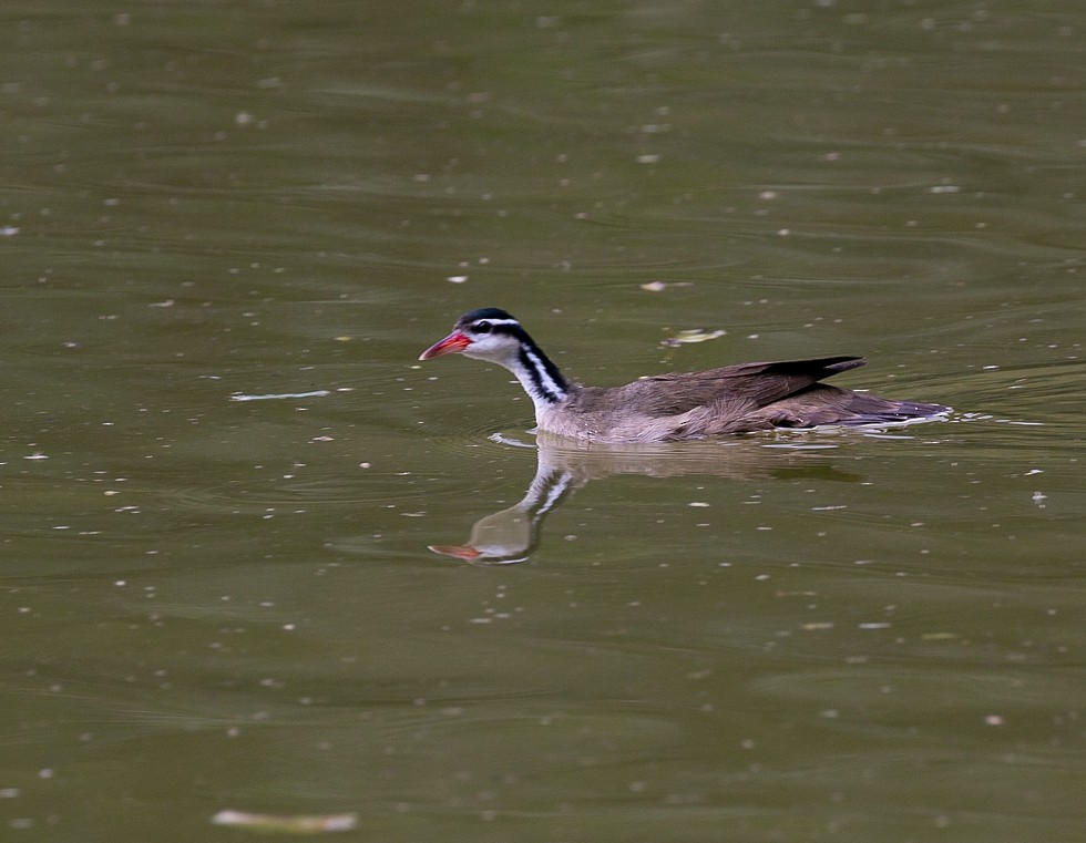 Sungrebe - ML493244281