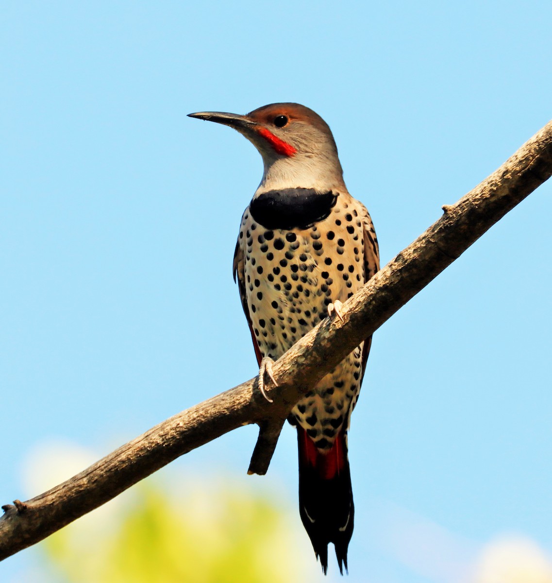 Northern Flicker (Red-shafted) - Risë Foster-Bruder