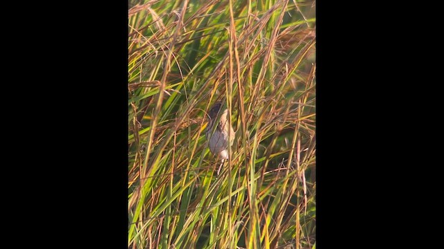 Saltmarsh Sparrow - ML493245291