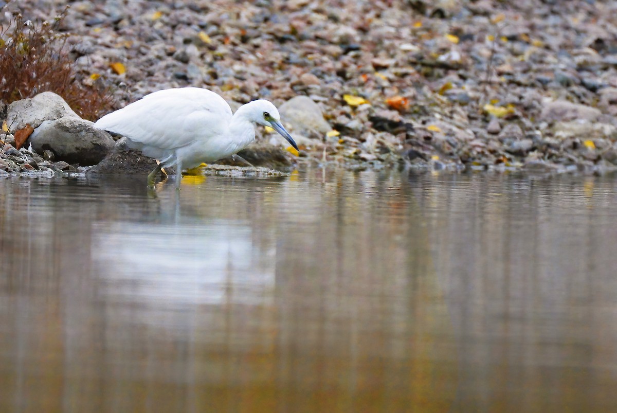 Little Blue Heron - Asher  Warkentin