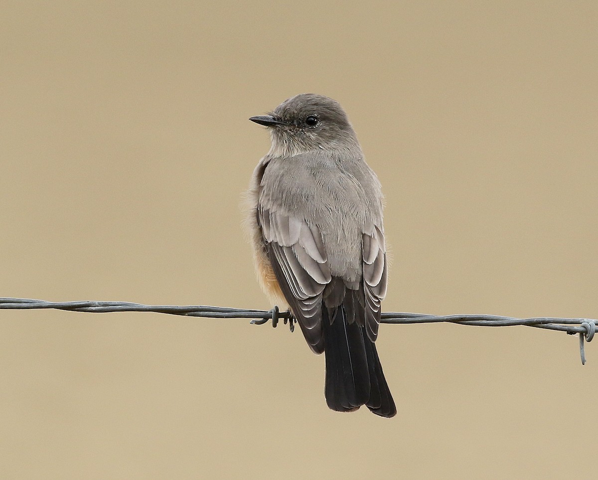 Say's Phoebe - Steve Rottenborn