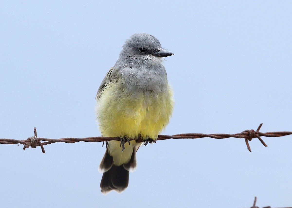 Cassin's Kingbird - ML493250001