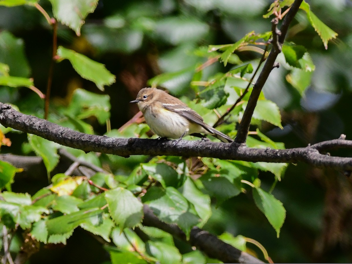 Yellow-rumped Warbler - ML493250461